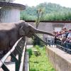 elefante04